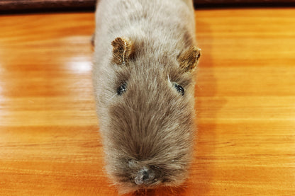 The lively mouse by Ferry