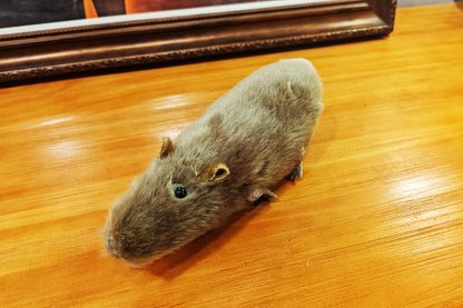 The lively mouse by Ferry