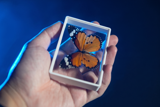 Omni Butterfly by Hyde Ren