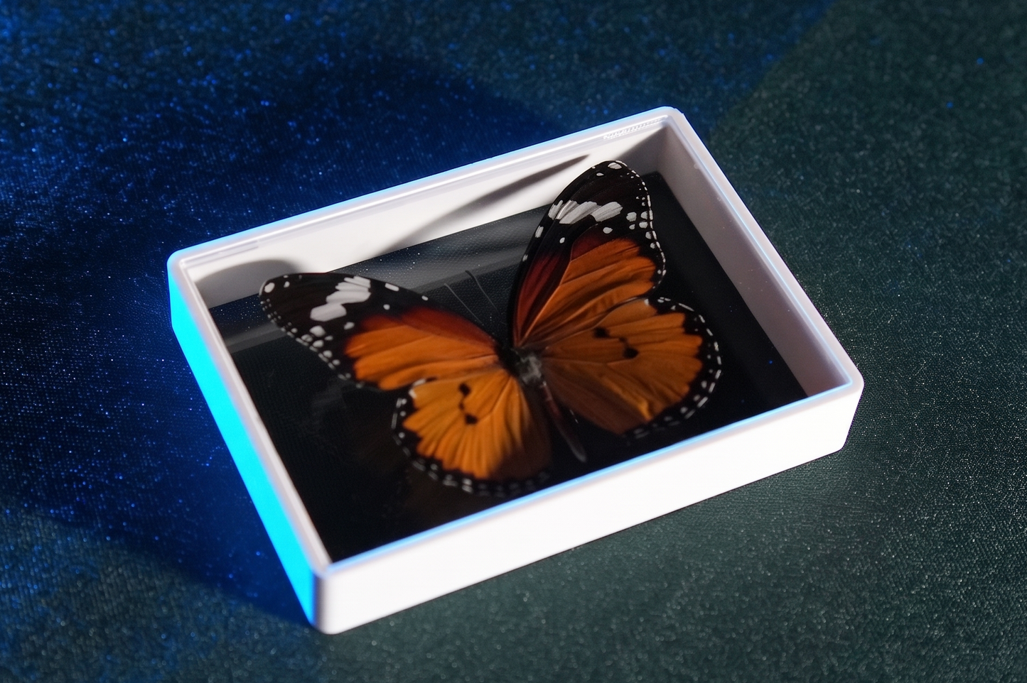 Omni Butterfly by Hyde Ren