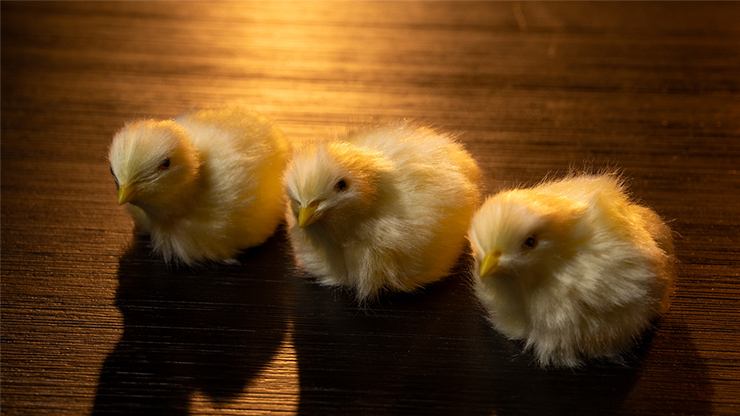 THE FINAL LOAD (Baby Chicks)