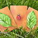 Lucky Ladybug (Leaf) by Joshua Ray