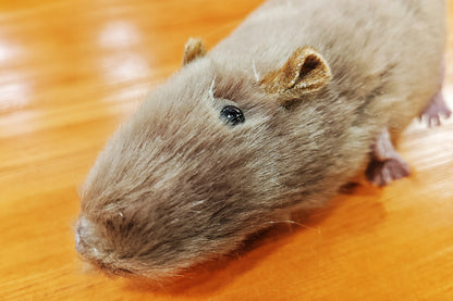 The lively mouse by Ferry