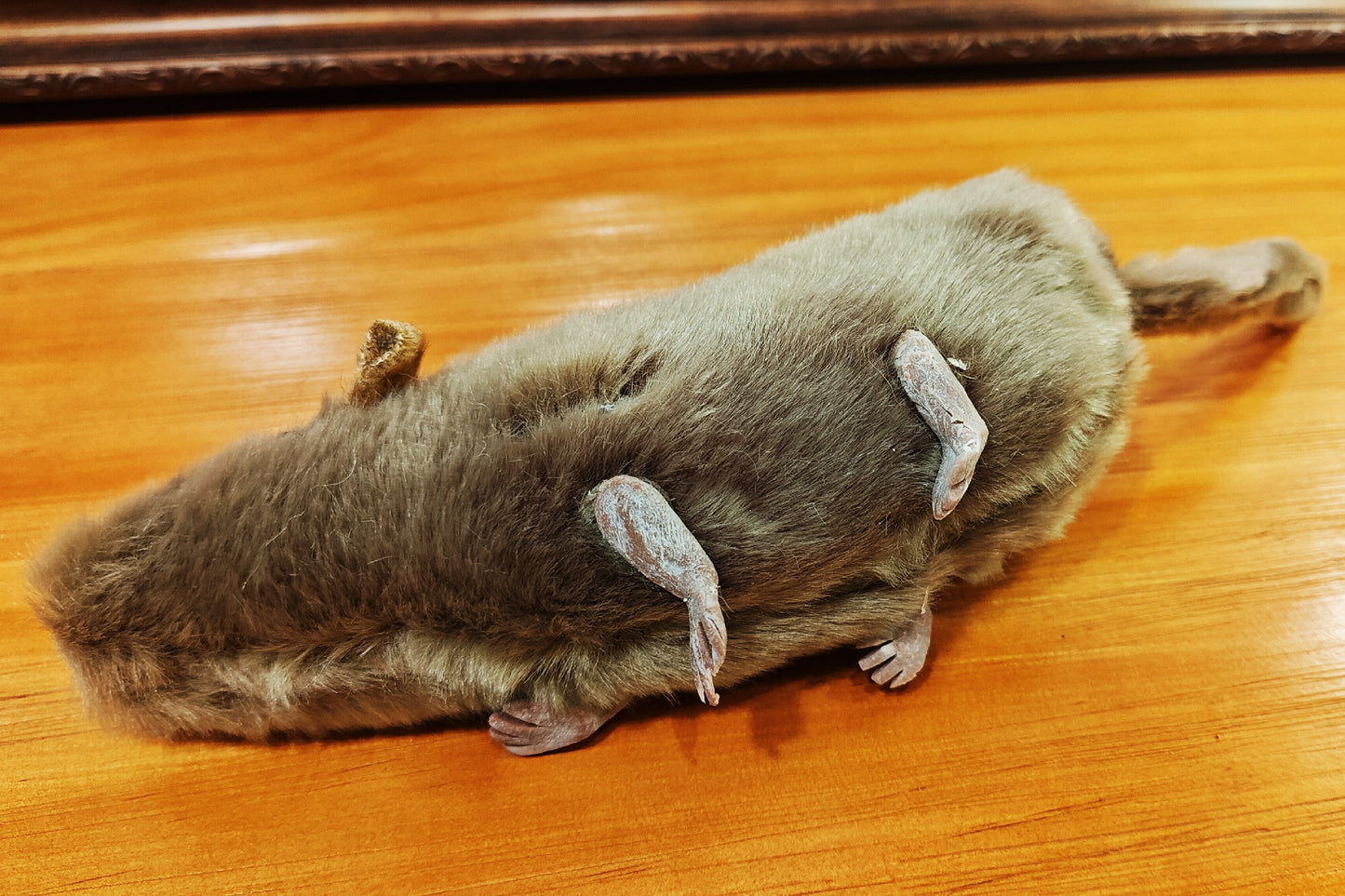 The lively mouse by Ferry