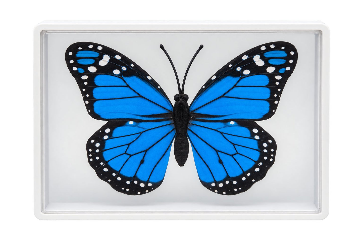 Butterfly Model