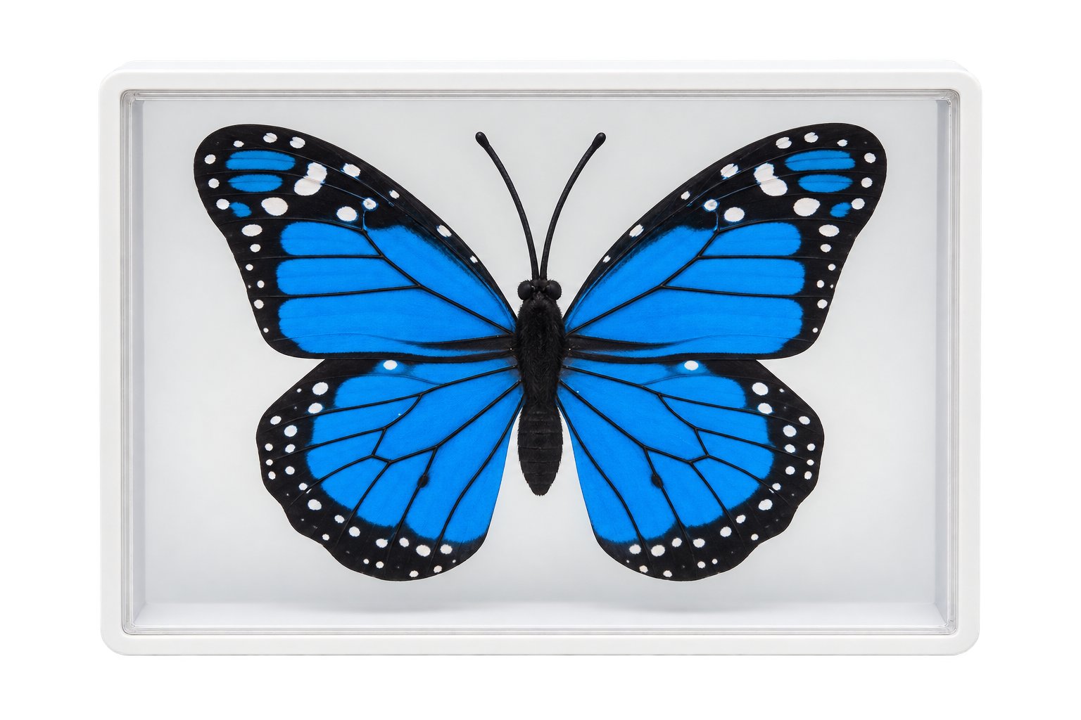 Butterfly Model