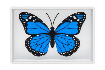 Butterfly Model